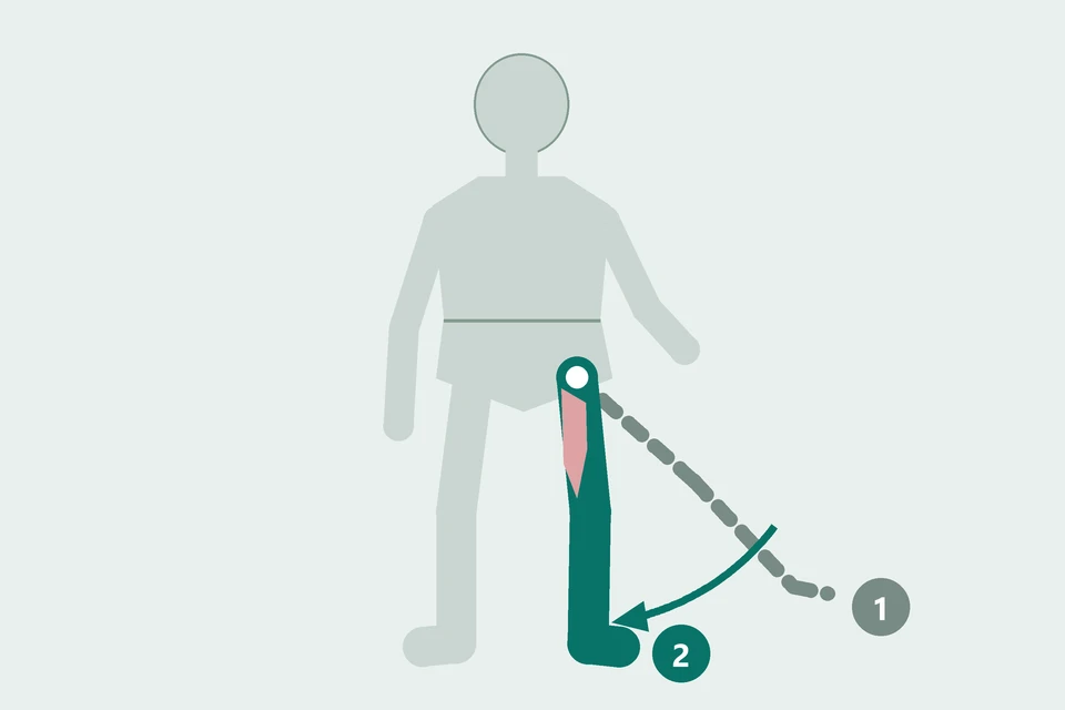 Front view: a leg moves from a sideways start (1, dashed) toward the body's midline (2, teal).