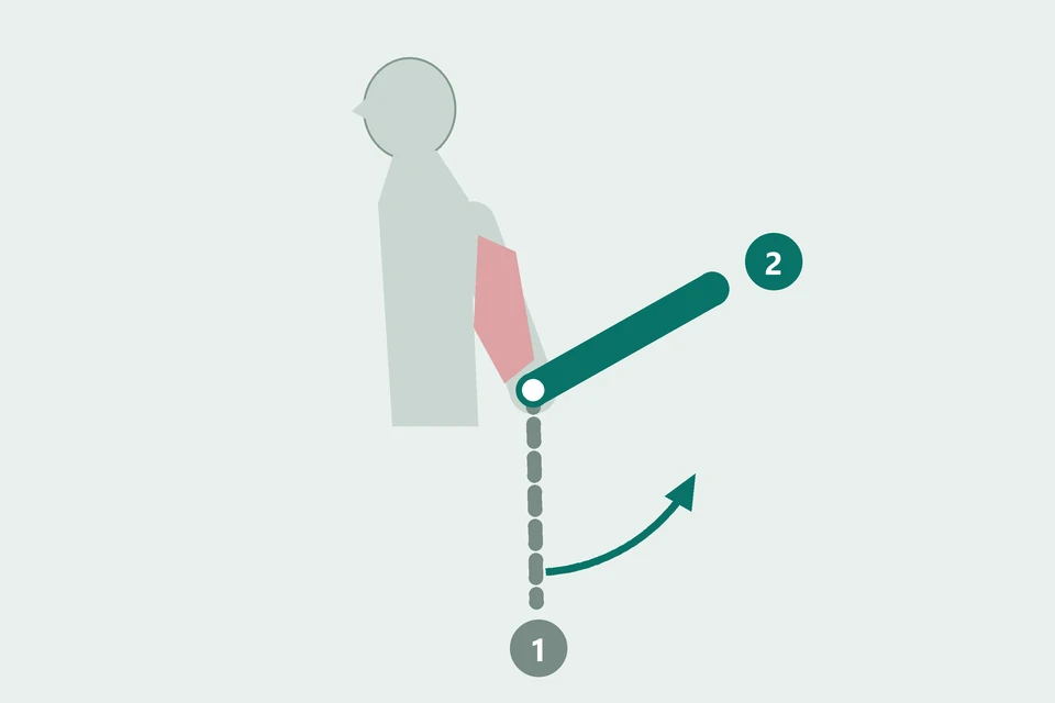 Side view of an arm: the forearm moves from straight (1, dashed) toward the upper arm (2, teal).