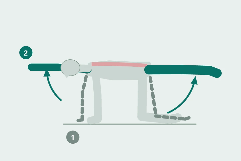 Side view of a bird dog: opposite arm and leg move from all fours (1, dashed) into extension (2, teal), while the back stays level.