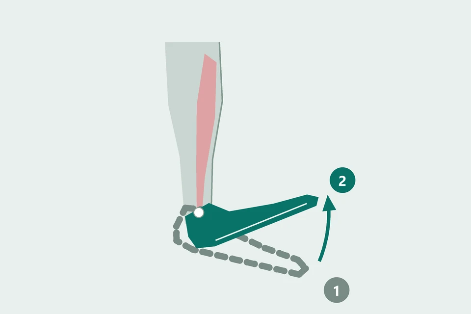 Side view of a lower leg with the forefoot moving from a lowered position (1, dashed) to a raised position (2, teal).