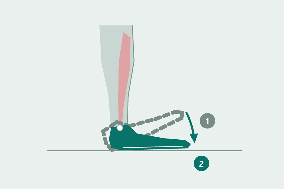 Side view with the heel on the ground as the forefoot lowers from a raised position (1, dashed) to floor contact (2, teal).