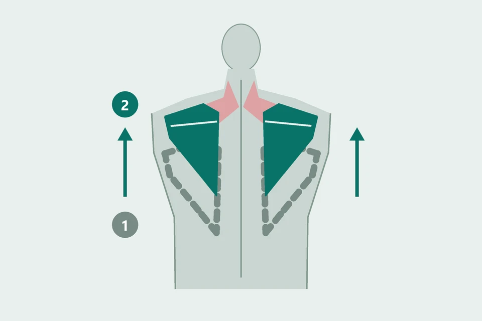 Back view with the shoulder blades moving from a lower starting position (1, dashed) upward (2, teal).