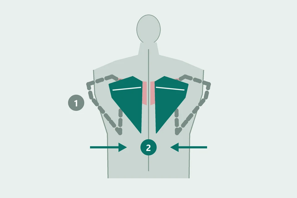 Back view with the shoulder blades moving from farther apart (1, dashed) toward the spine (2, teal).