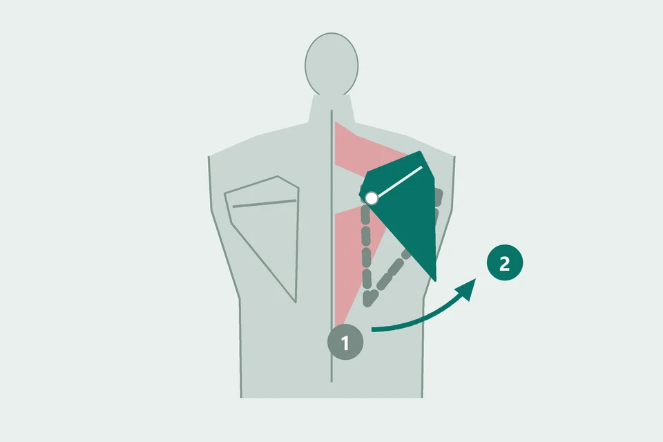 Back view of the right shoulder blade rotating from its resting position (1, dashed) upward (2, teal), its lower tip moving outward.